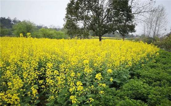 ������Ϸ���ٷ�(�й�)